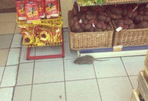Избавиться от крыс и мышей в магазине
