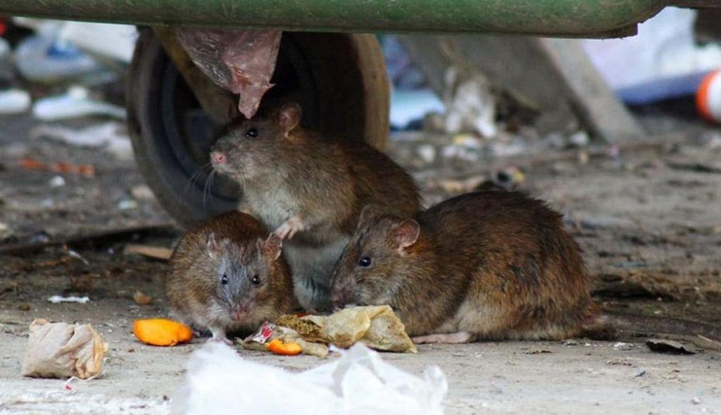 Травить грызунов крыс и мышей в Туле