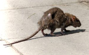 Фирма по уничтожению грызунов, крыс и мышей в Туле