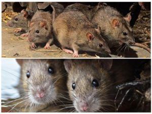 Травить грызунов крыс и мышей в Туле
