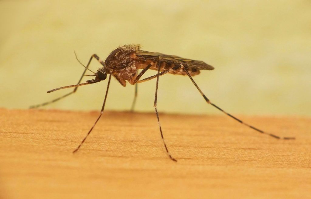 Уничтожение комаров в Туле