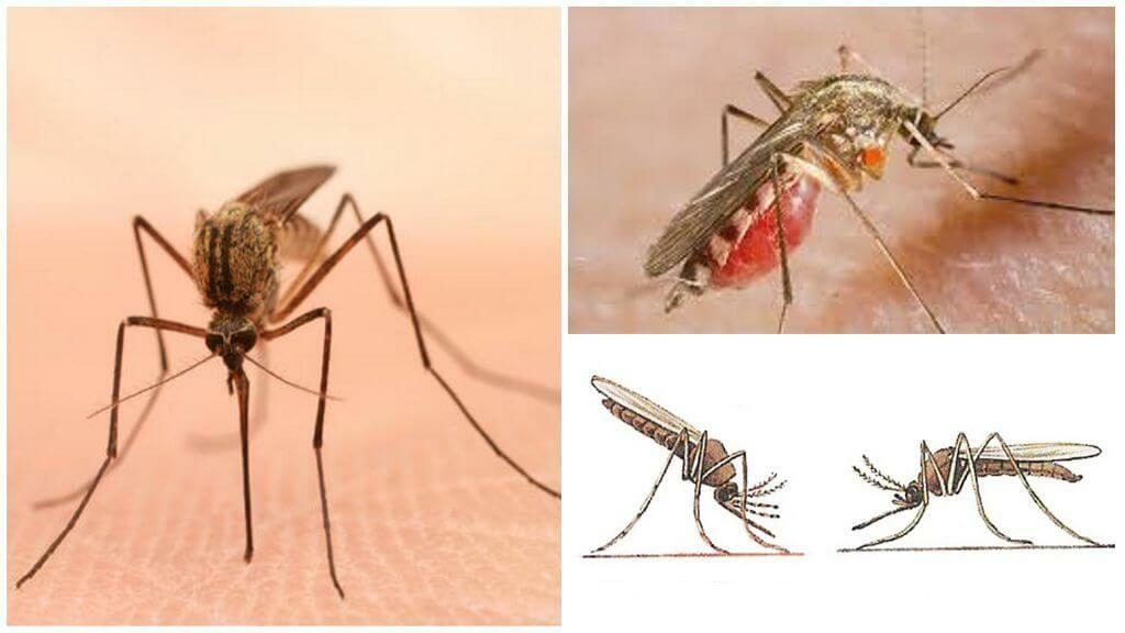 Уничтожение комаров в Туле