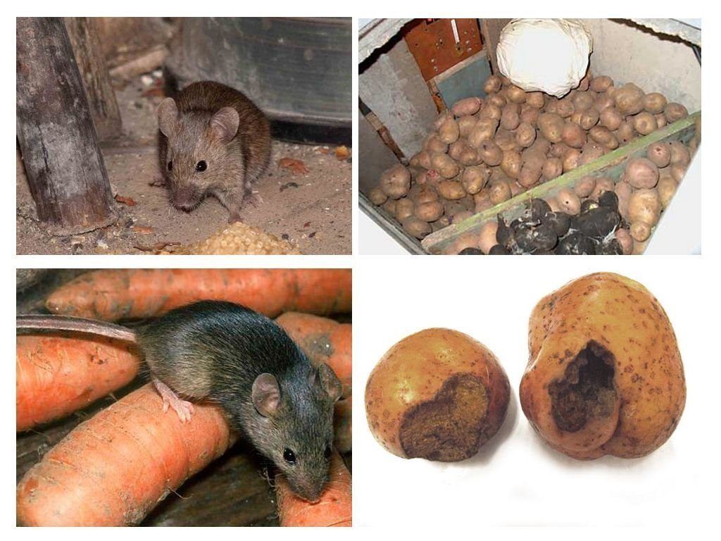 Обработка от грызунов крыс и мышей в Туле
