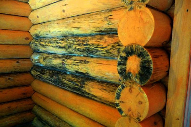 Как избавиться от жука короеда в деревянном доме
