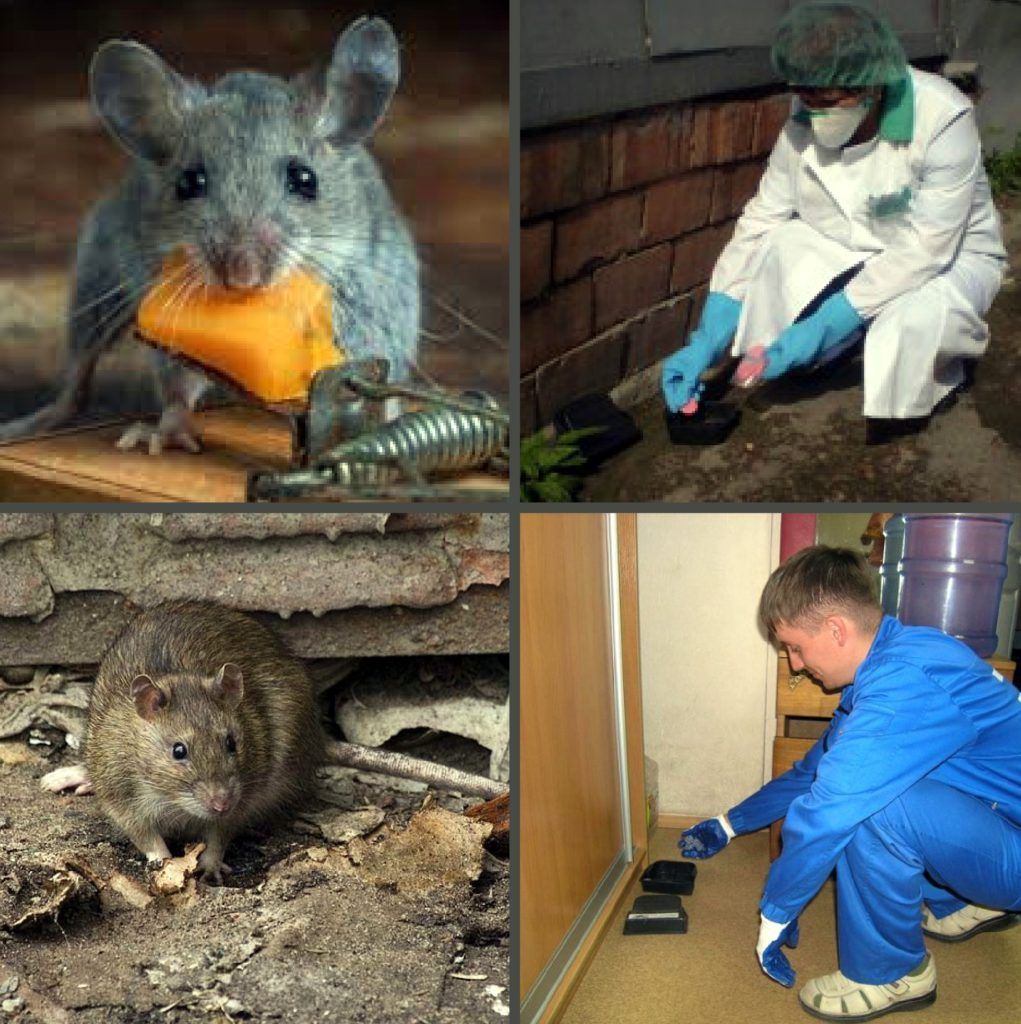 Дезинфекция от грызунов, крыс и мышей в Туле