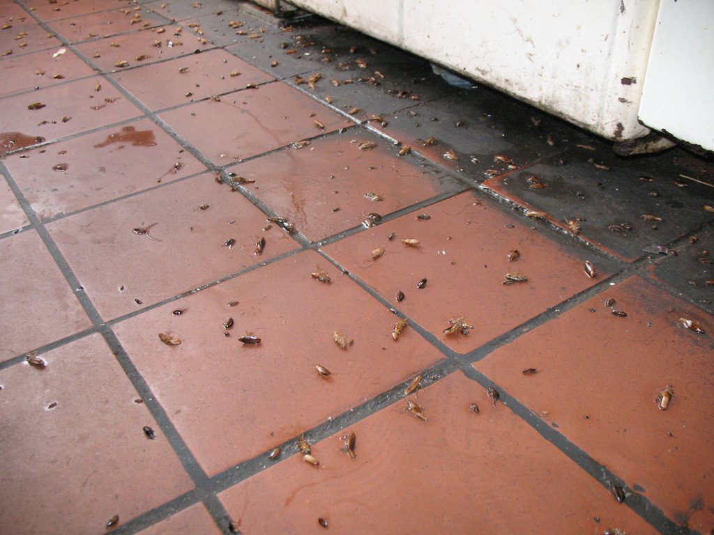 Уничтожение тараканов в квартире в Туле 