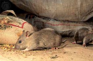 Дератизация от грызунов от крыс и мышей в Туле