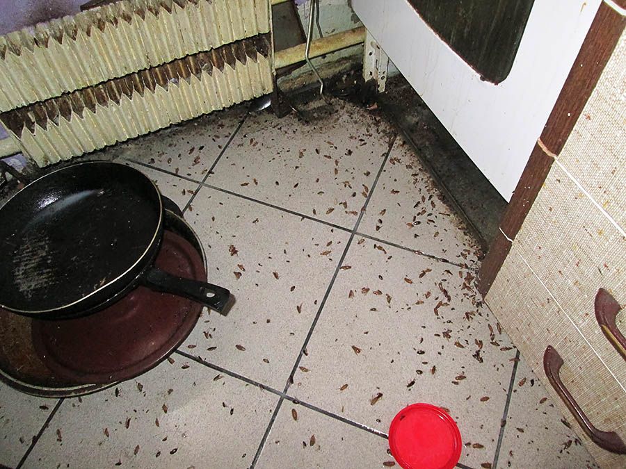 Санэпидемстанция от тараканов в Туле, вызвать, цены